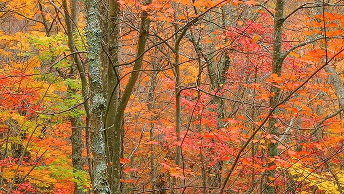 Tips for Photographing Fall Colors | Inspiration Ministries